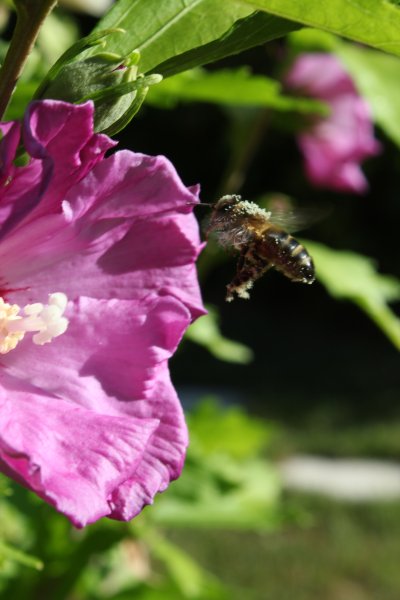 Abeille en vol stationnaire. 2011. Dans un espace vert de Fay aux Loges , lors d'une balade en famille. FLORA ASSADI